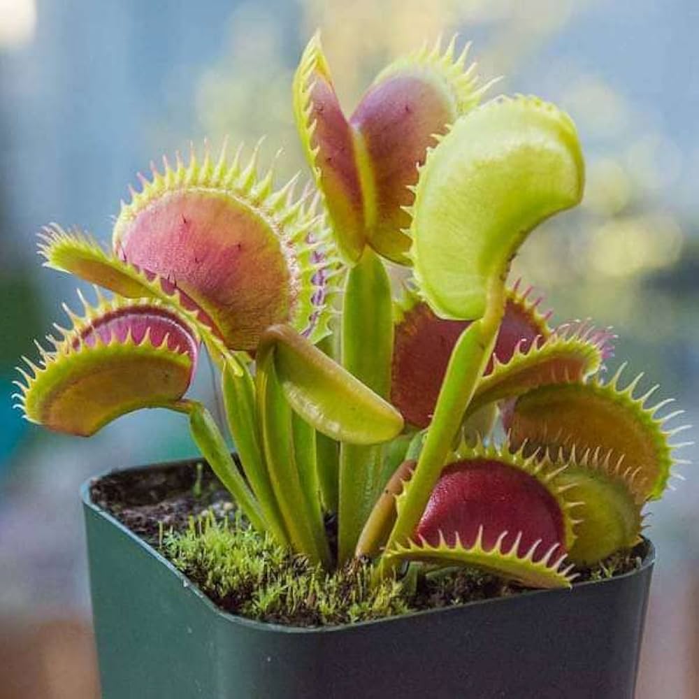 flytrap dionaea flower seeds