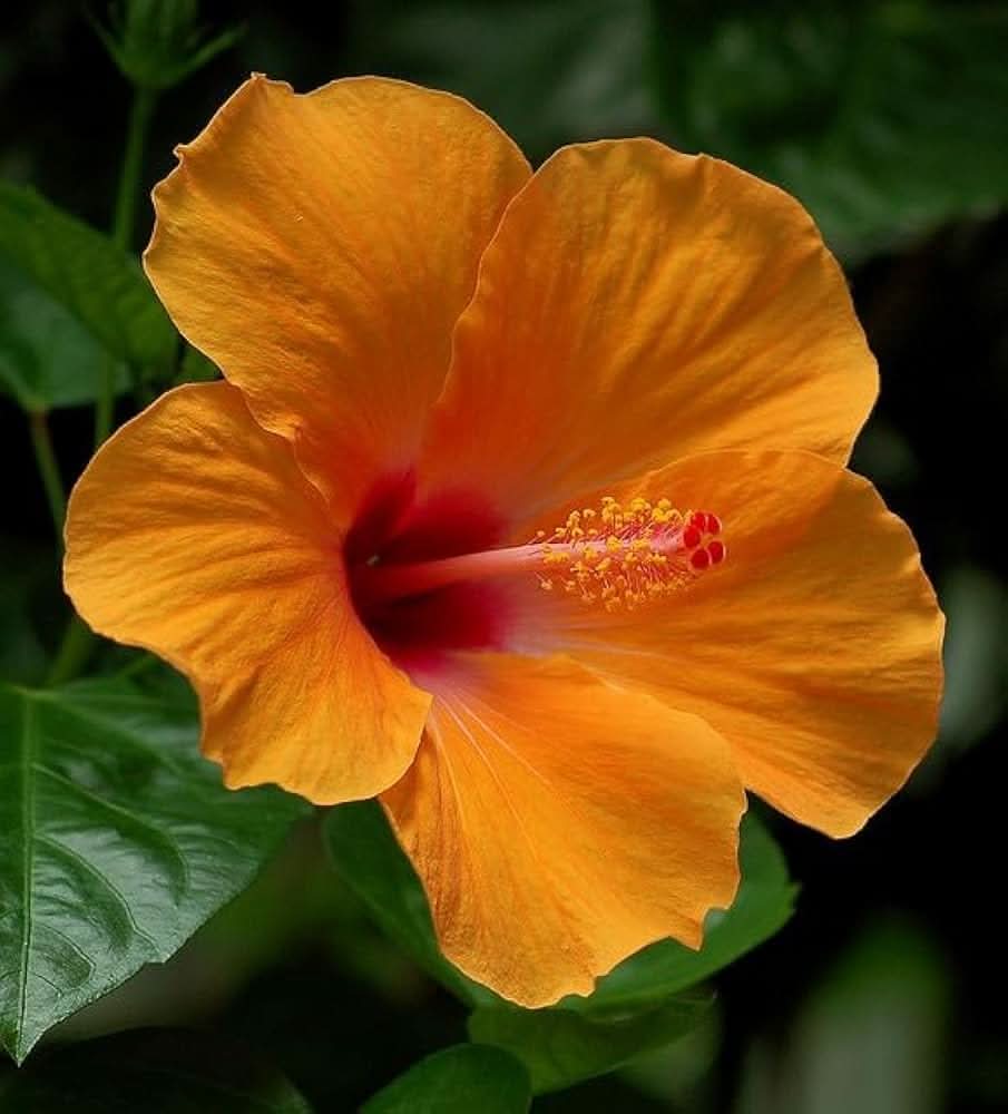 orange yellow flower seeds