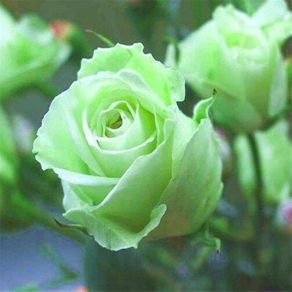 Rose Flower Seeds for Planting - Light Green 100 pcs