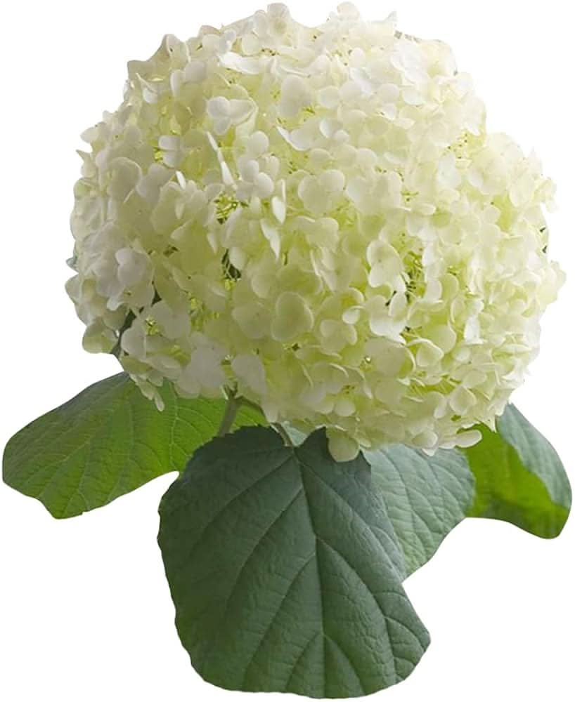 white hydrangea flower seeds