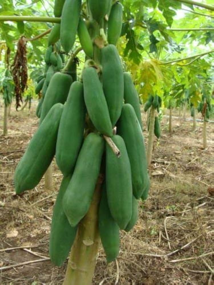 Dwarf Waimanalo Papaya Fruit Seeds for Planting - Compact, Early Fruiting, Super Sweet