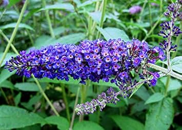 Flower Seeds, Seeds for Planting, Plant Seeds