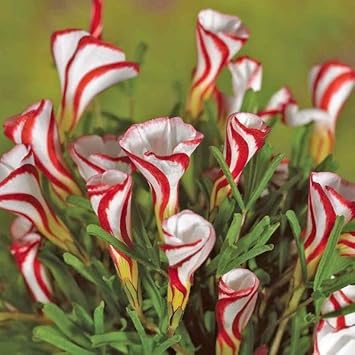 oxalis versicolor flower seeds