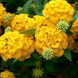 yellow heirloom flower seeds