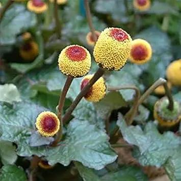 yellow toothache flower seeds