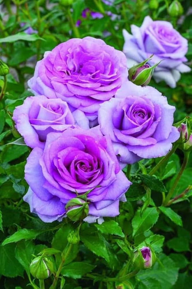 Friske Unikke Rose Blomsterfrø til Plantning, Purple Mix 100 stk