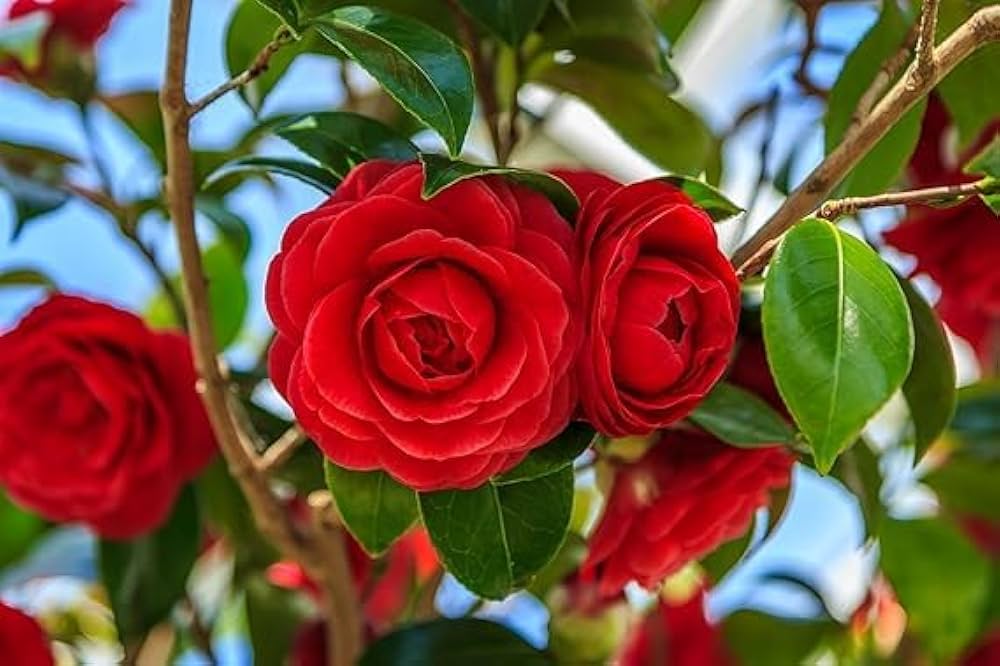 camellia burgundy flower seeds