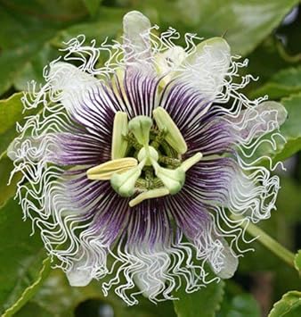 purple white flower seeds