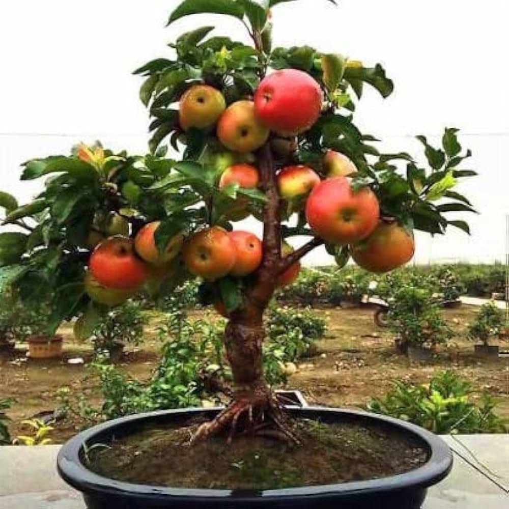 Miniature Bonsai Pomegranate Seeds - Beautiful Indoor Fruit Trees for Limited Spaces, Heirloom Seeds