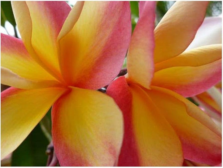 Peach Frangipani Flower Seeds for Planting - 100 pcs