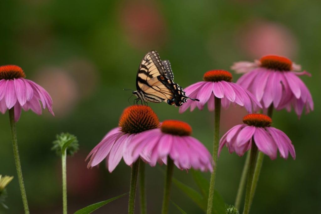 Flower Seeds, Seeds for Planting, Plant Seeds
