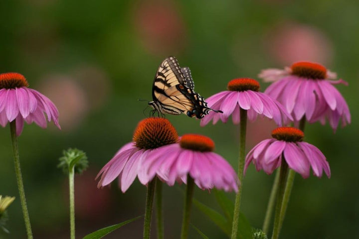 Heirloom Sonnenhut Flower For Garden Planting Non Gmo Coneflower Blooms For Pollinator Gardens