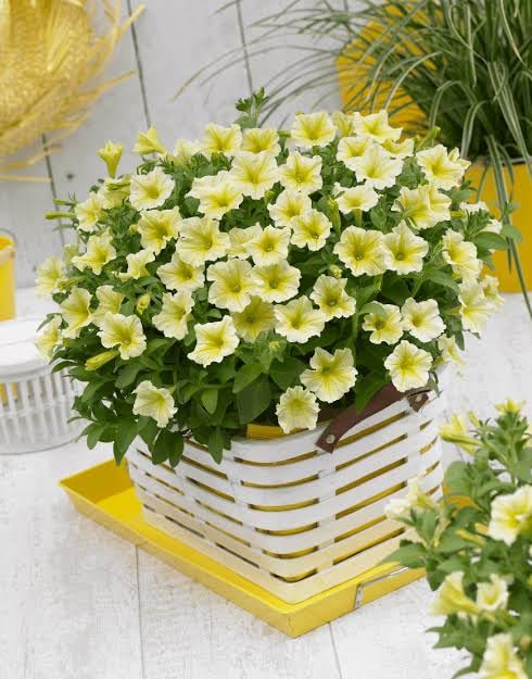 Yellow Double Petunia Flower Seeds for Planting - Heirloom, NON-GMO, Beautiful Garden Blooms
