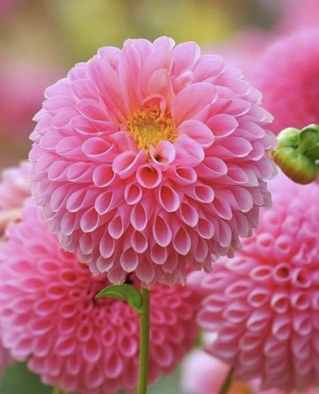 Baby Pink Dahlia Flower Seeds for Planting - 100 pcs