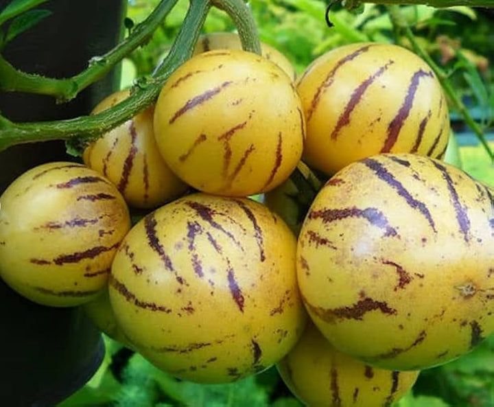 Pepino Melon Fruit Seeds for  Planting - Sweet Tropical Treats, Heirloom and GMO Free Seeds for your Home Garden