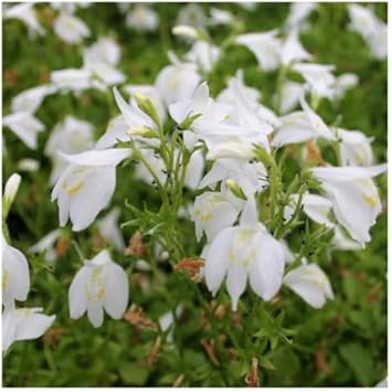 Flower Seeds, Seeds for Planting, Plant Seeds