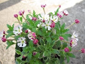 white pink flower seeds