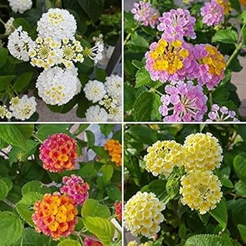 Flower Seeds, Seeds for Planting, Plant Seeds