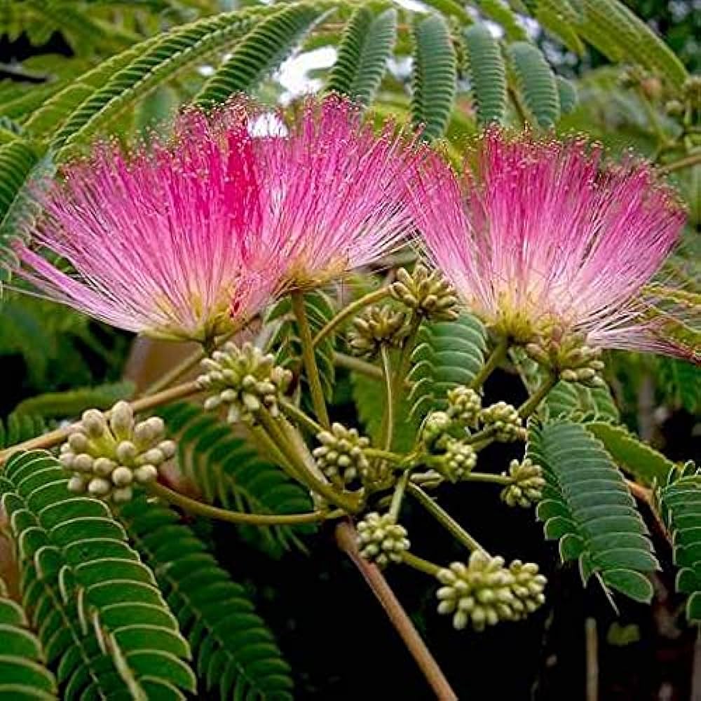 Heirloom Non-GMO Albizia Mimosa Flower Seeds – High Germination Organic Garden Seeds for Silk Tree Blooms