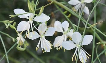 Flower Seeds, Seeds for Planting, Plant Seeds