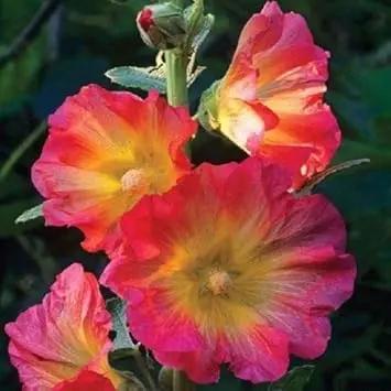 mixed hollyhock flower seeds