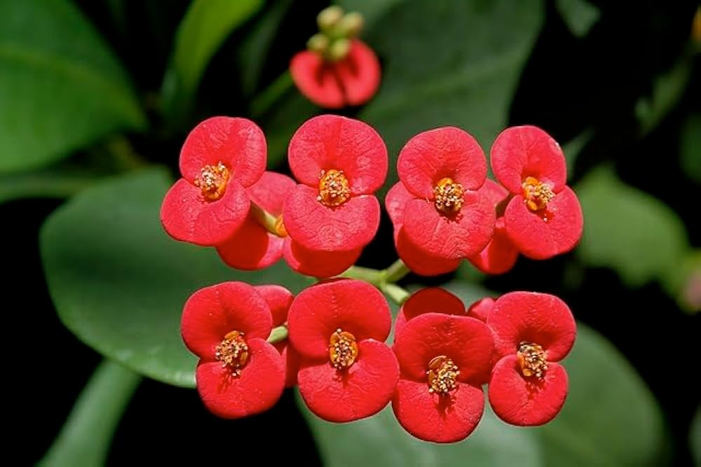 red heirloom flower seeds