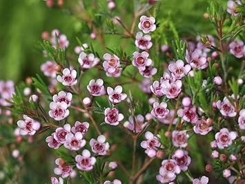 wax flower seeds for sale Wax Flower Seeds for Planting