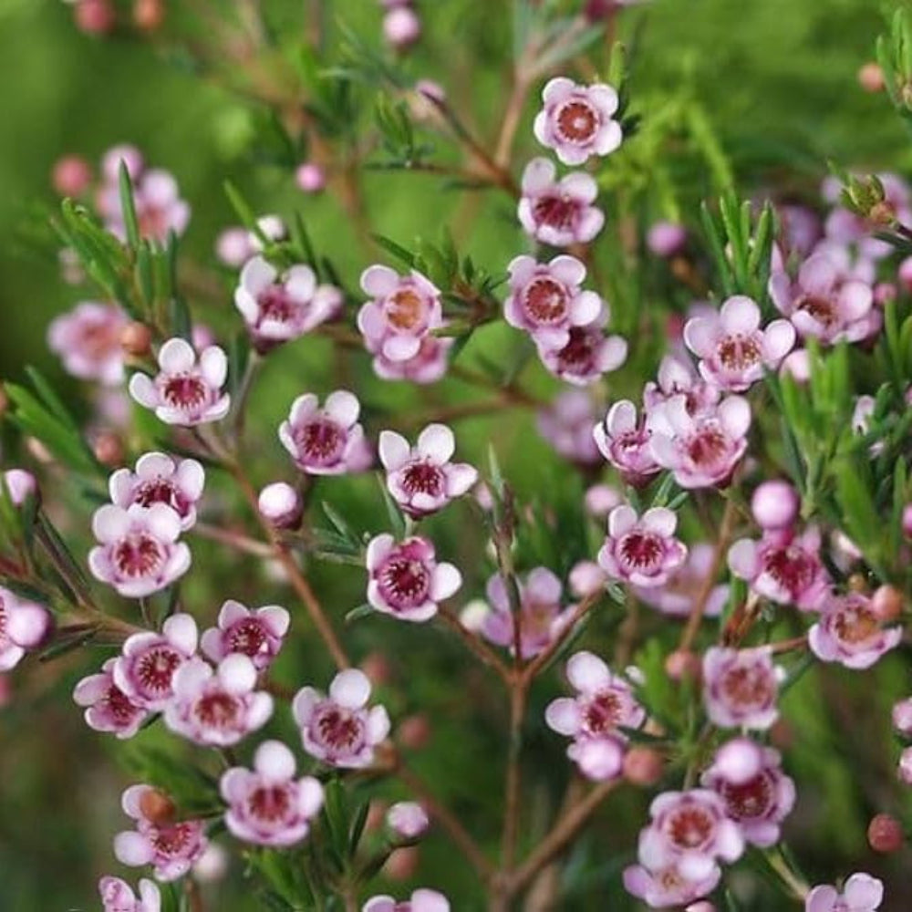 white geraldton flower seeds