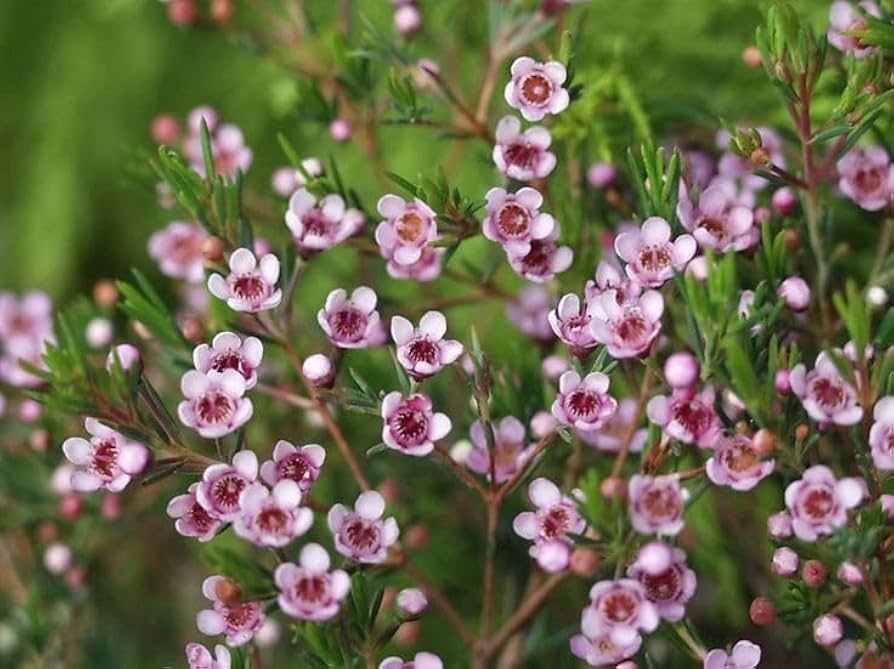 Heirloom Chamelaucium Flower Seeds for Planting – Non-GMO White Blooms, High Germination Organic Garden Seeds