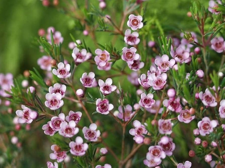 Heirloom Chamelaucium Flower Seeds for Planting – Non-GMO White Blooms, High Germination Organic Garden Seeds