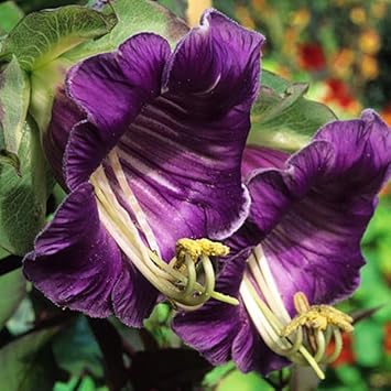heirloom non flower seeds