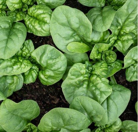 Noble Giant Spinach Seeds Heirloom Non-GMO Vegetable Seeds  for Planting