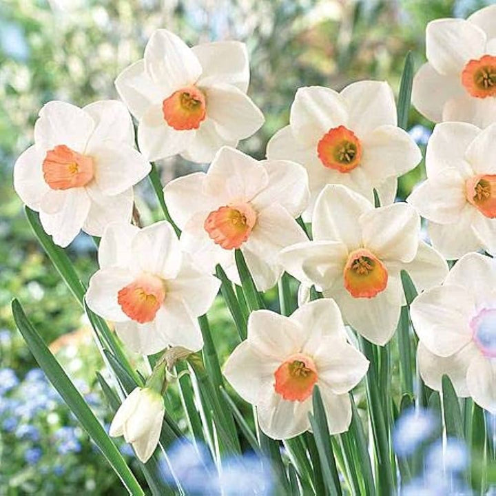 Orange White Narcissus Flower Seeds for Planting – Heirloom, Non-GMO, High Germination Organic Garden Seeds