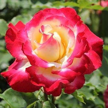 pink yellow flower seeds