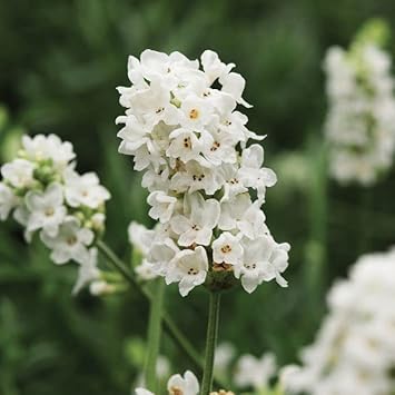 white lavender flower seeds