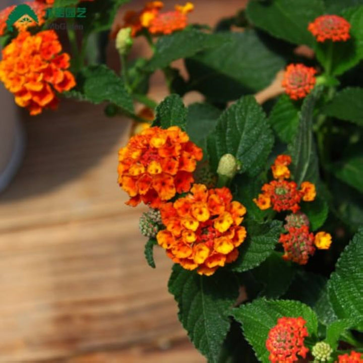Lantana Flower Seed for Planting 100 pcs