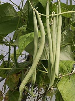 Green Contender Bean Vegetable Seeds for Planting