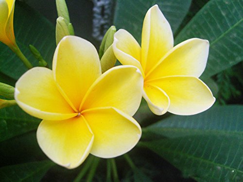 Yellow Egg Flower Seeds for Planting - 100 pcs