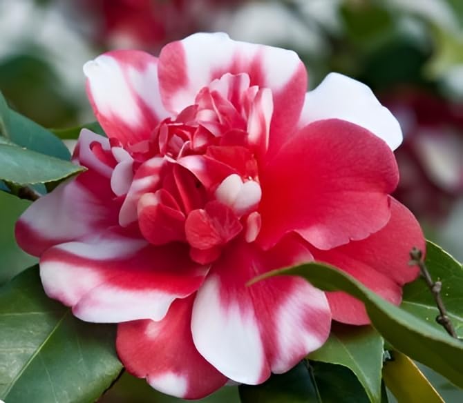 Organic Red White Camellia Japonica Flower Seeds for Planting – Heirloom, Non-GMO