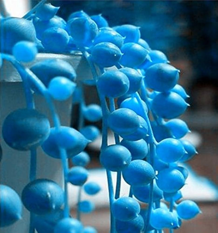 Heirloom Non-GMO Pearl Chlorophytum Herb Seeds – Easy-Grow Indoor Plant Seeds, High Germination Organic Seeds