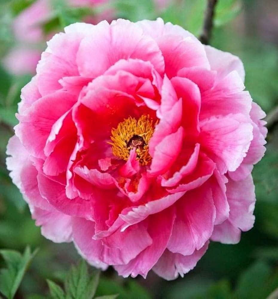 peony paeonia flower seeds