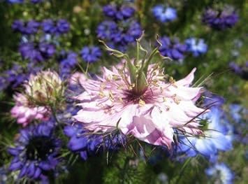 pink nigella flower seeds