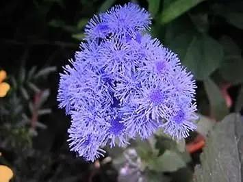 floss flower flower seeds