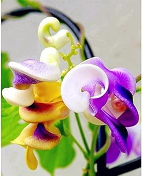 Flower Seeds, Seeds for Planting, Plant Seeds