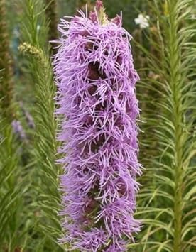 violet gayfeather flower seeds
