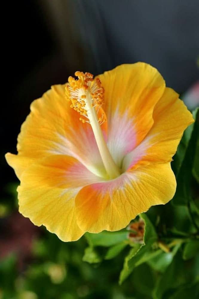 white yellow flower seeds
