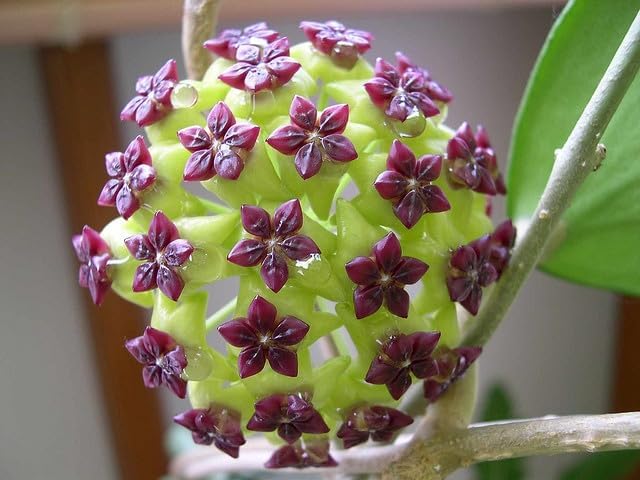 hoya plant seeds for sale Sea Green Hoya Seeds – Heirloom Non-GMO – Neeraseeds