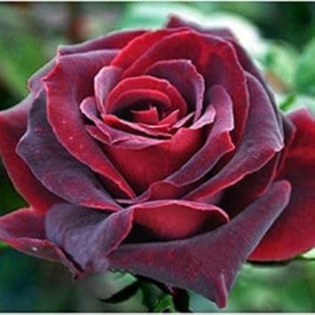Maroon Rose Flower Seeds for Planting – Heirloom Non-GMO, High Germina ...