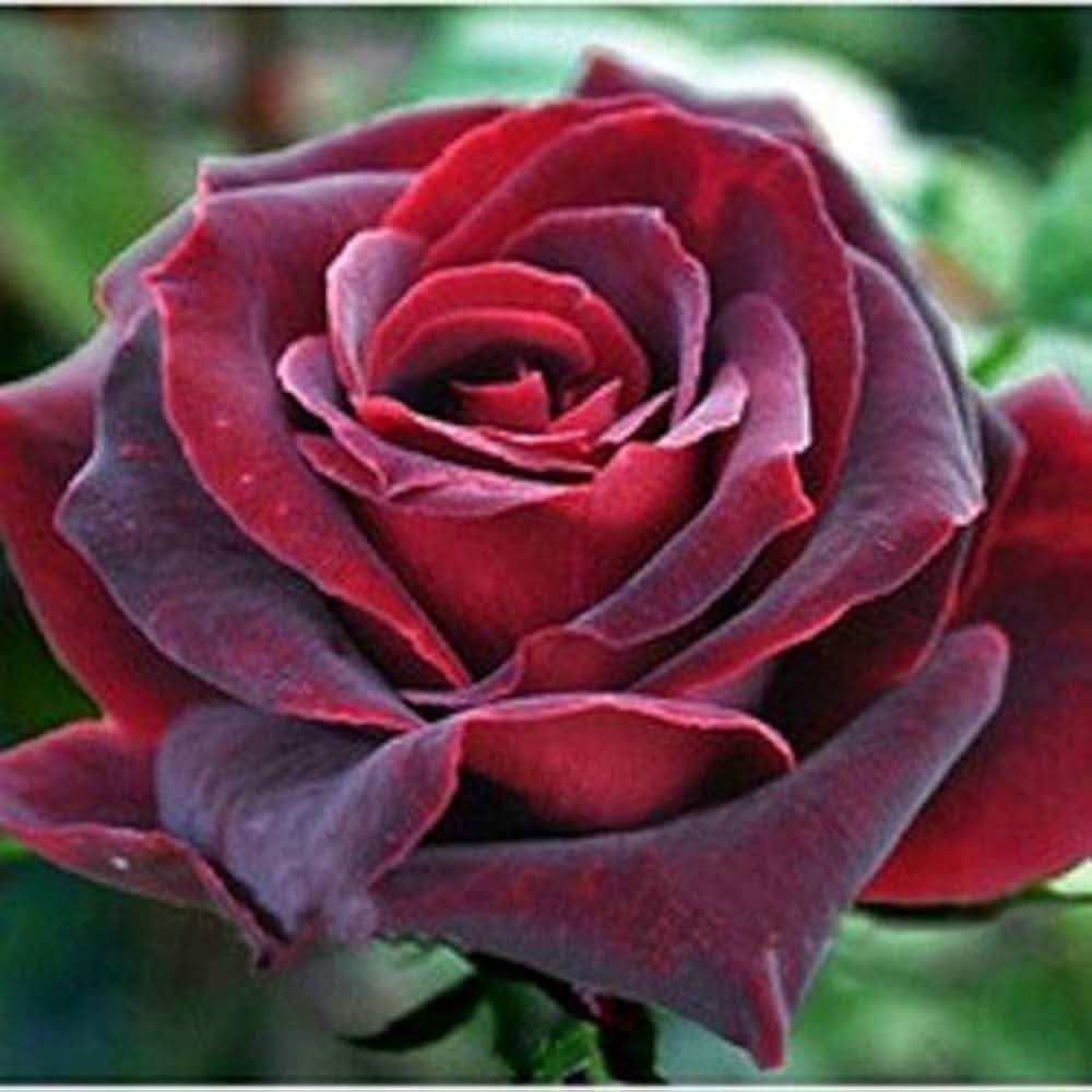 rare rose flower seeds