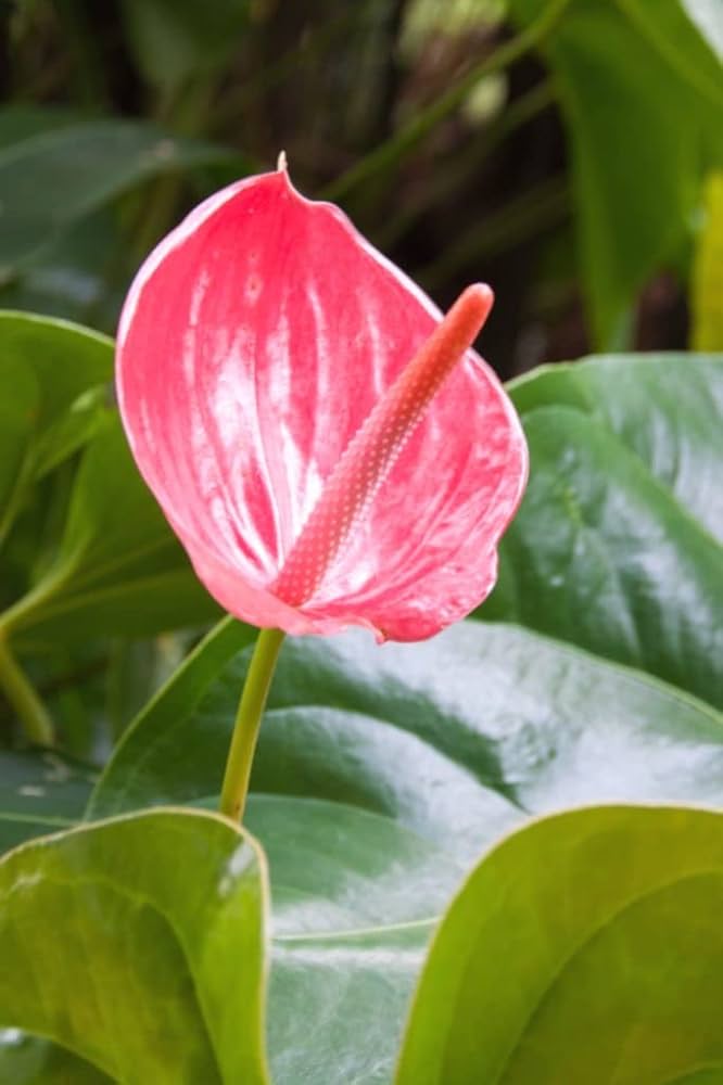 Anthurium Andraeanum Flower Seeds for Planting Pink